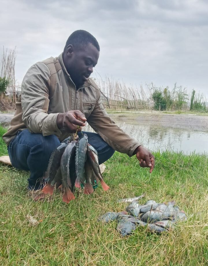 Fish sorting operations